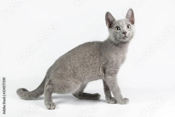 Obraz Russian blue cat on colored backgrounds