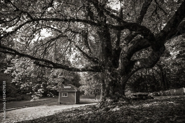 Obraz Cowichan Station