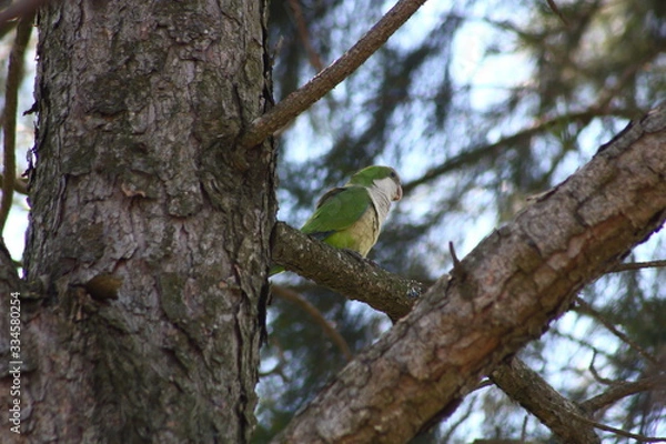 Obraz Loro en una rama 