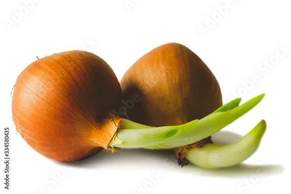 Obraz Sprouted bulbs. Image is isolated on a white background.