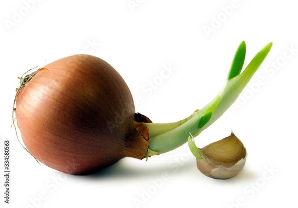 Obraz Sprouted bulbs. Image is isolated on a white background.