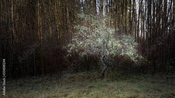 Obraz Whitty's Lagoon Lone Tree