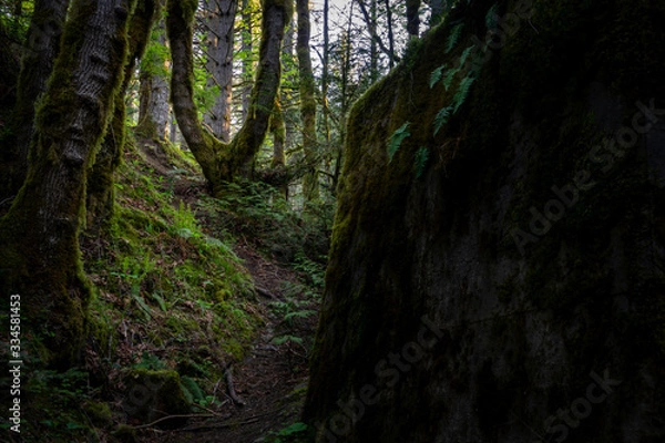 Obraz The Way to Light