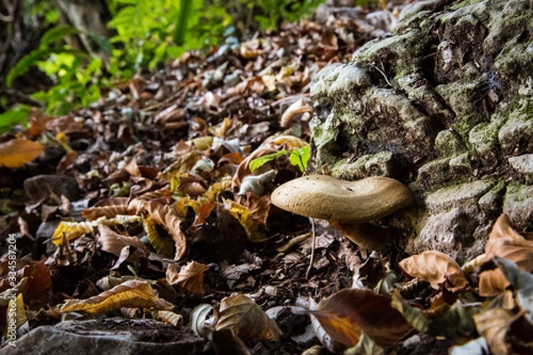 Obraz Funghi di bosco
