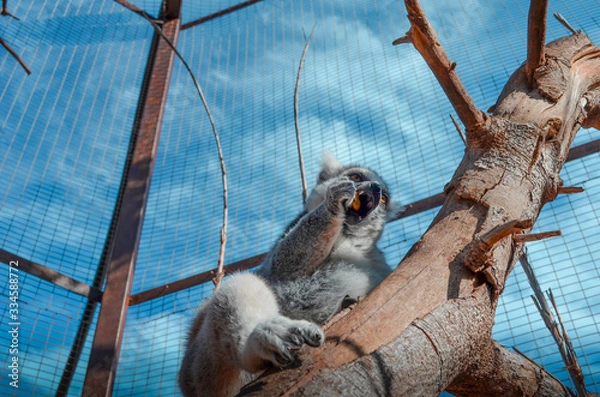 Fototapeta Eating lemur on tree