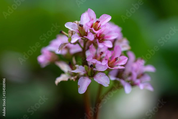Fototapeta Blooming pink flowers of the Moonlight primrose
