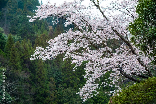 Fototapeta 渓石園の桜