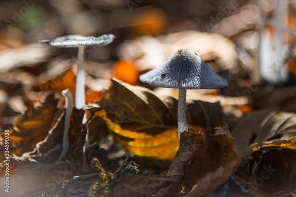 Obraz Funghi di bosco