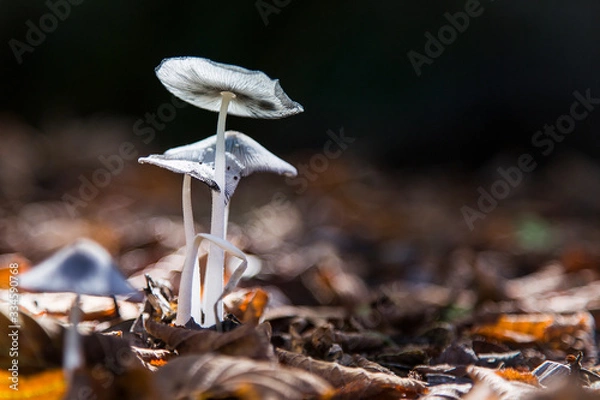 Obraz Funghi di bosco