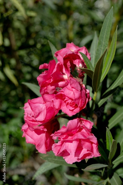 Fototapeta Pink blooms