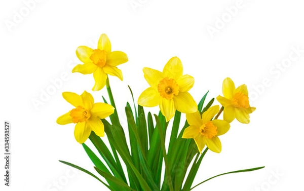 Fototapeta Yellow daffodils flowers isolated on white background