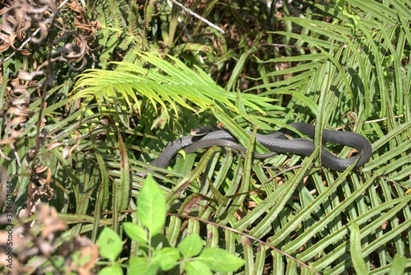 Fototapeta Snake getting Sun
