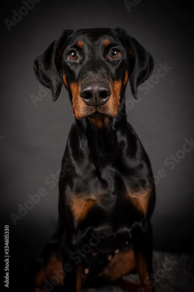 Obraz Dobermann