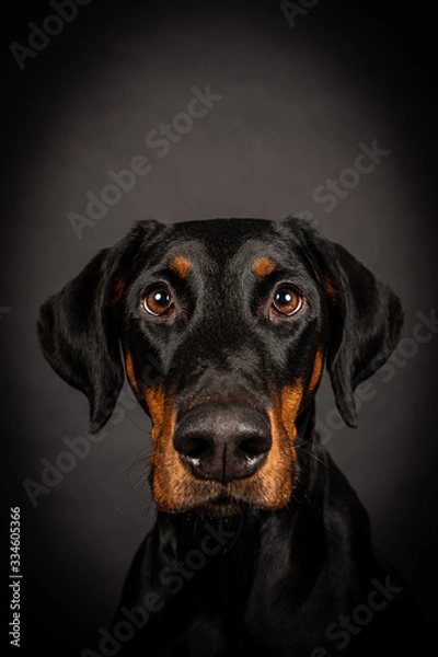 Obraz Dobermann