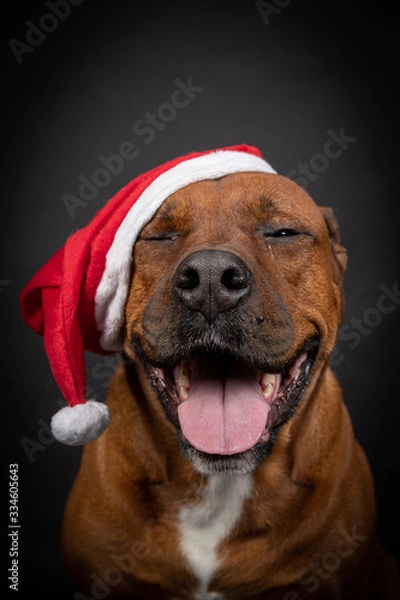 Obraz Weihnachts Hund