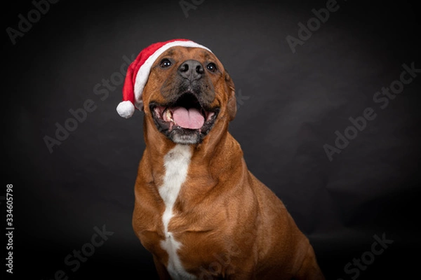 Obraz Weihnachts Hund