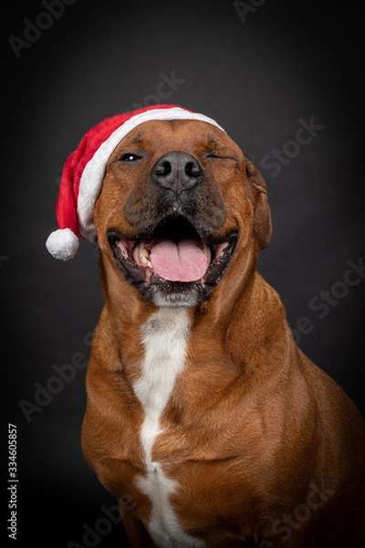 Obraz Weihnachts Hund