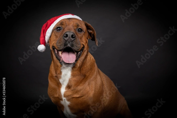 Obraz Weihnachts Hund
