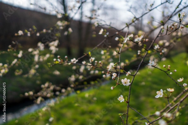 Fototapeta flowering cherry tree in spring, flowering tree in spring , czech