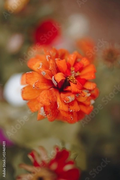 Fototapeta Orange flower