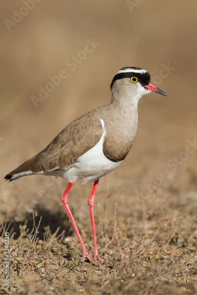 Obraz Crowned Lapwing plover