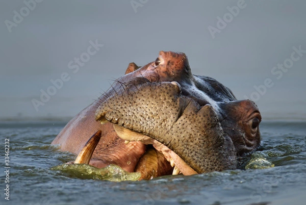 Obraz Hippopotamus portrait