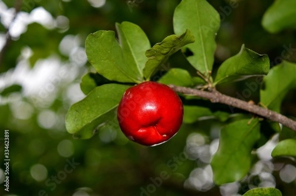 Obraz acerola