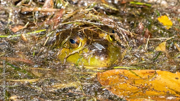 Obraz frog in pond