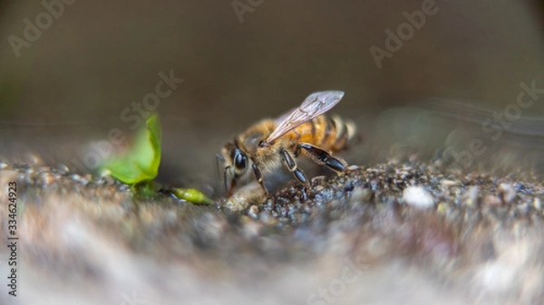 Obraz Bee drinking Water