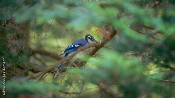 Obraz BlueJay Hidden