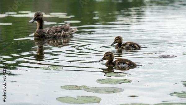 Obraz ducks in pond