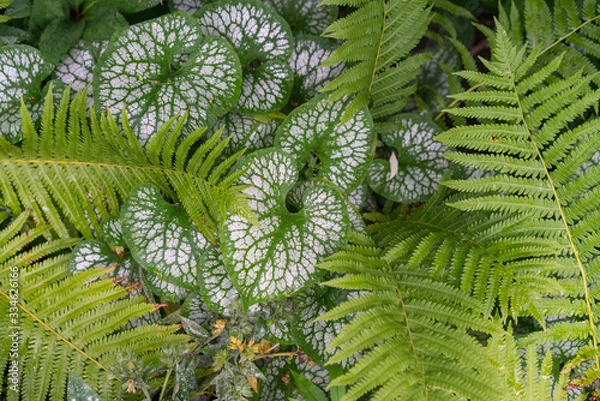 Obraz Nature Foliage