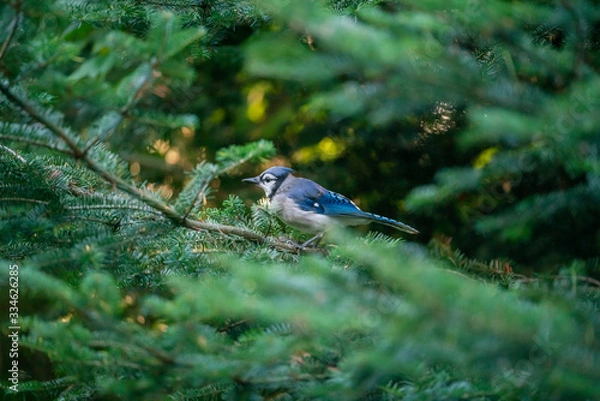 Obraz blue jay on branch