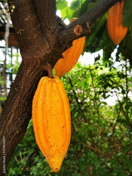 Obraz Yellow cocoa