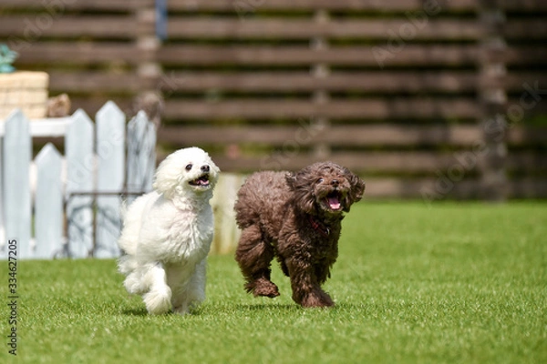 Fototapeta トイプードル
