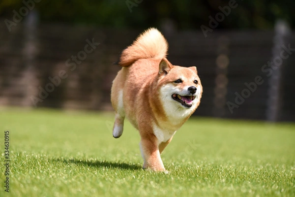 Fototapeta ドッグランで走る柴犬