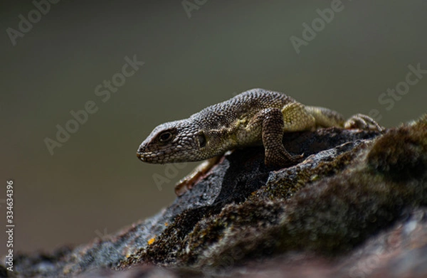 Fototapeta  lizard watching