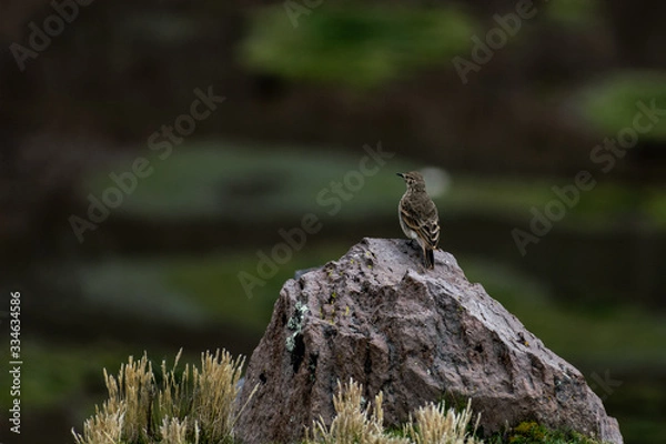 Fototapeta andean bird