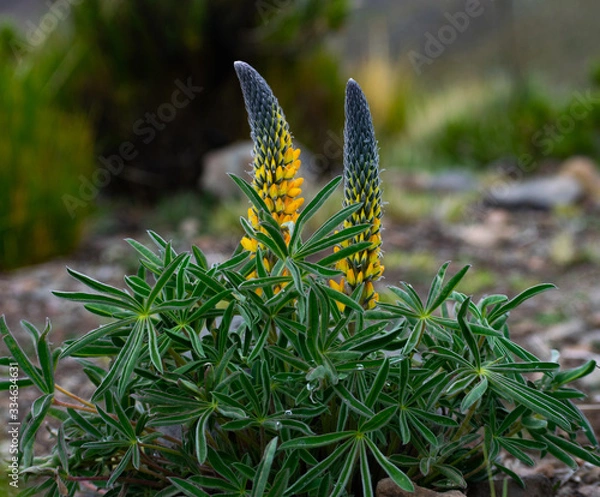 Fototapeta  Lupinus polyphyllus flower