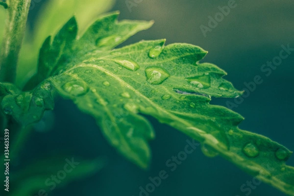 Fototapeta Rain Drops Wet Leaf