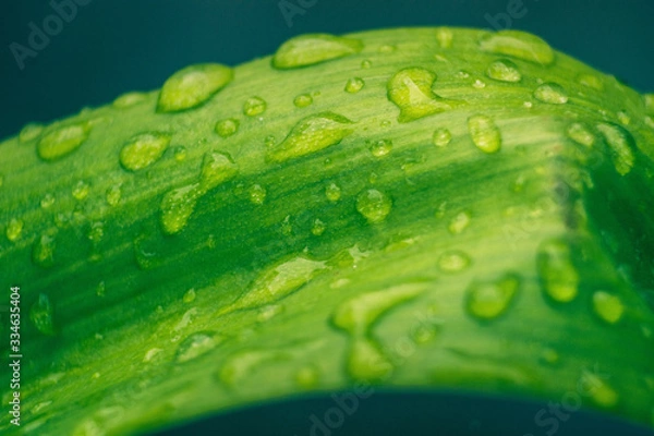 Fototapeta Green Wet Leaf