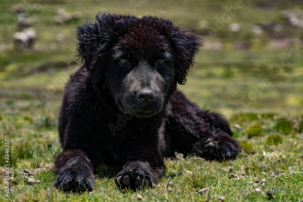 Fototapeta  lying dog