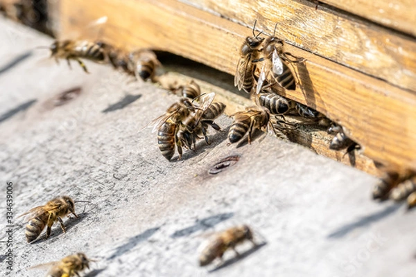 Fototapeta Close up of flying honey bees into beehive apiary Working bees collecting yellow pollen
