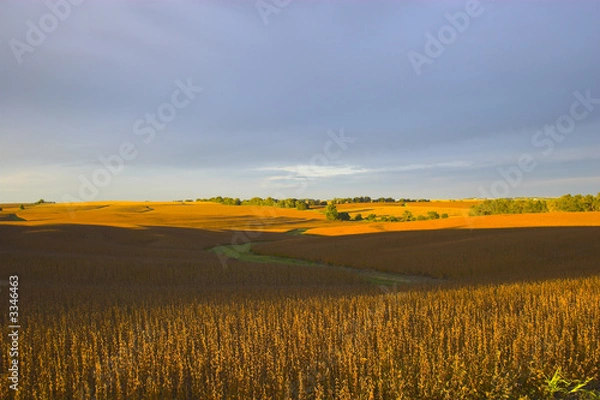 Obraz harvest is near