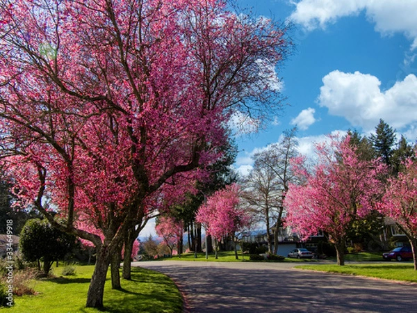 Obraz Cherry trees in bloom