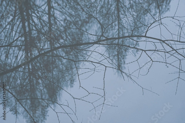 Fototapeta 水辺に映る林