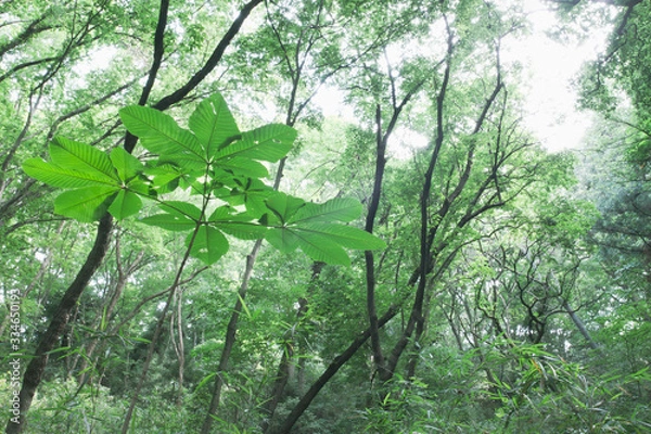 Fototapeta 爽やかな森
