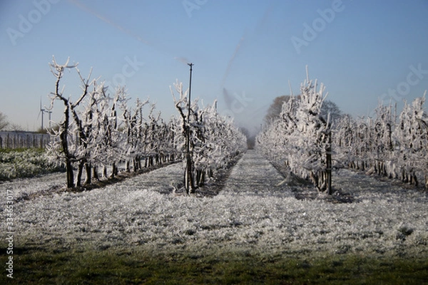Obraz Frostschutzberegnung