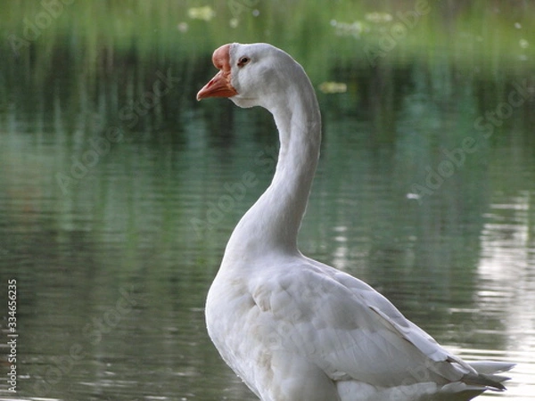 Fototapeta Ganso