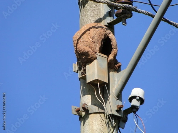 Fototapeta Casa João de Barro